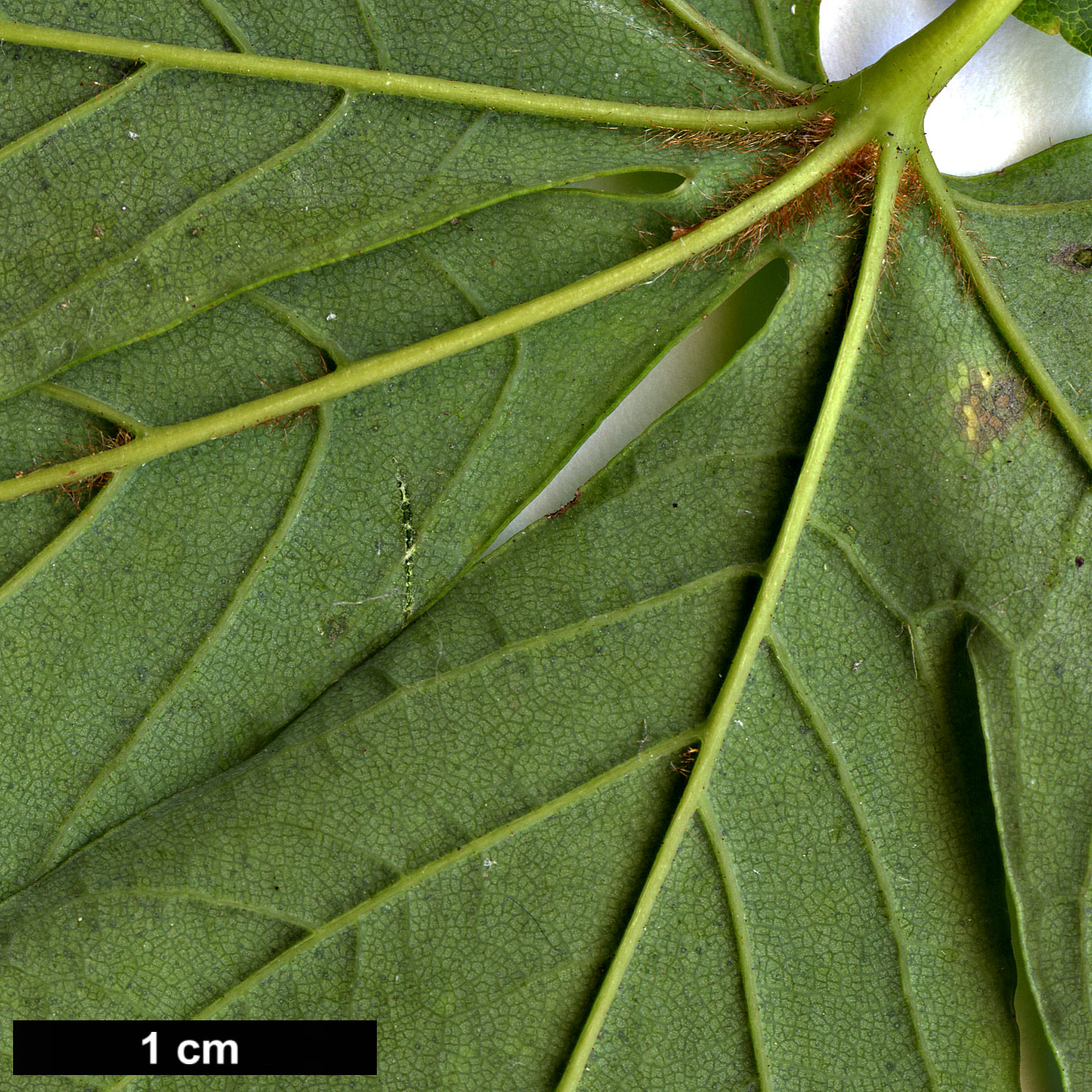 High resolution image: Family: Sapindaceae - Genus: Acer - Taxon: heldreichii - SpeciesSub: subsp. visianii